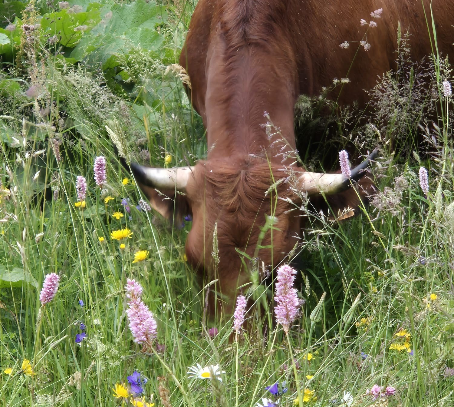 cow munching on alpine meadow flowers